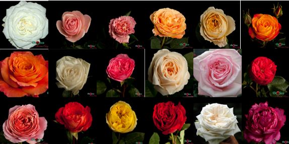 Roses - Garden