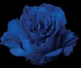 BLUE TINTED 60CM ROSES