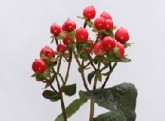 HYPERICUM - RED