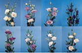 LISIANTHUS - ASST OC