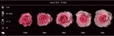 PINK - MAYRA PINK GARDEN ROSE