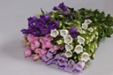 CAMPANULA 5 STEM