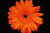 GERBERA - ORANGE