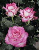 BICOLOR - PALOMA 60CM