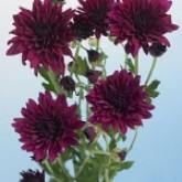 PURPLE - CUSHION
