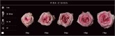 PINK - PINK OHARA 50 CM  GT