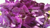DENDROBIUM - PURPLE