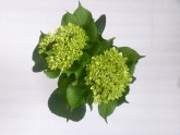 HYDRANGEA - GREEN MINI